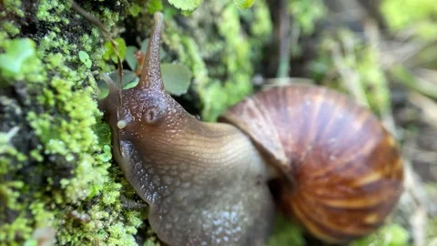 Snail closeup. Video stock 250062807