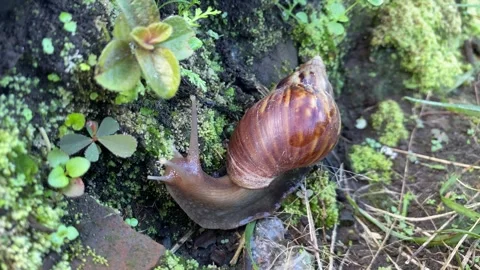 Snail closeup. Stock Footage 250063355