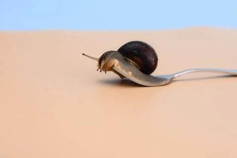 Snail closeup on a fork. beige background. Stock Photos