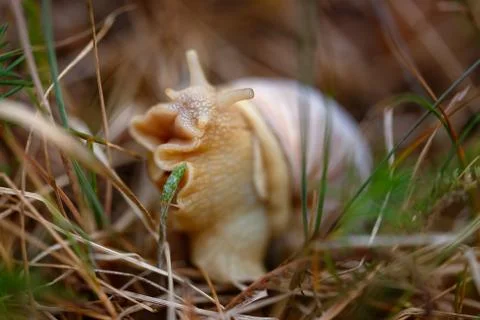 Snail closeup in the grass Stock Photos