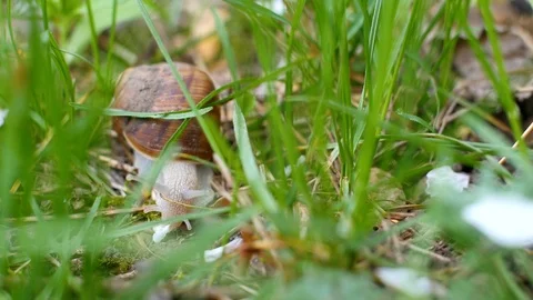 Snail Closeup Macro Shot Stock-Footage 88474978