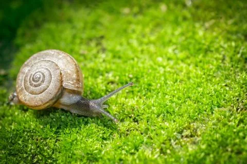 Snail closeup Stock Photos