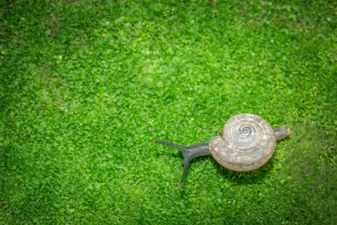 Snail closeup Stock Photos