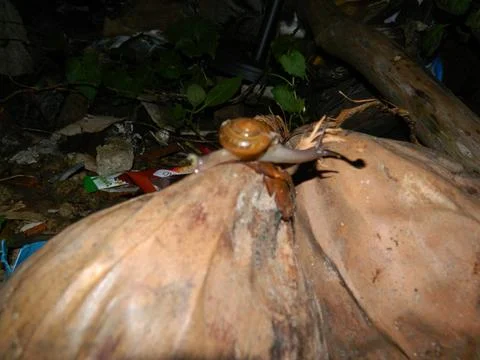Snail closeup Stock Photos