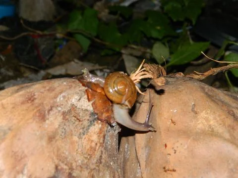 Snail closeup Stock Photos