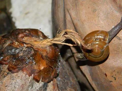 Snail closeup Stock Photos