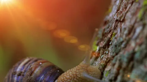 Snail closeup in the rays of sun. Видео 11133154