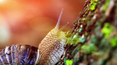 Snail closeup in the rays of sun. 库存影片 11817126