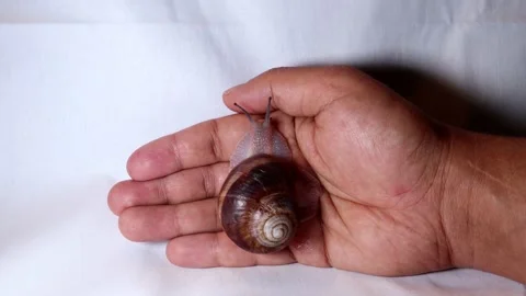 Snail, closeup snail shell, Cosmetic Procedure by snail. wound healing by a slug Stock Footage 141773304