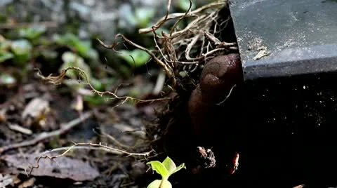 Snail Closeup Under the Pot Stock-Footage 9455397