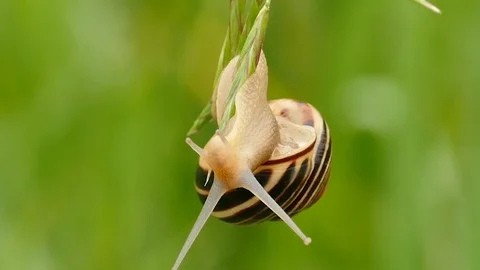 Snail closeup while it is hanging upside down from tall grass - HD 1080p Stock Footage 91283846