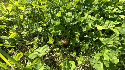 Snail in clover Stock Footage 109534983