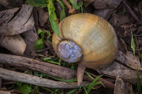 Snail on the coast Stock Photos