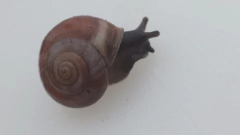 Snail comes out of the armor on a white background. Video stock 97657578