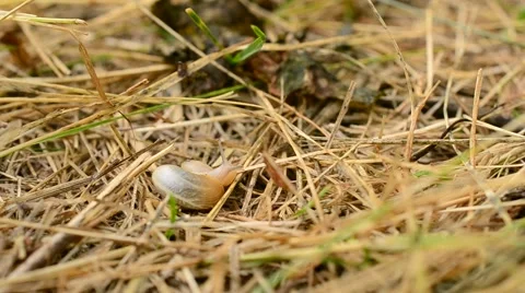 Snail comes out of coiled shell and crawls away on straw Video stock 56159739