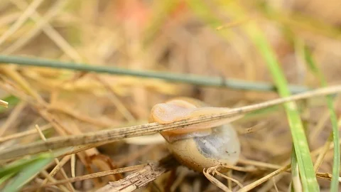 Snail comes out of its coiled shell and starts to crawl Stock Footage 88390803