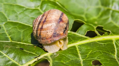 Snail Comes Out Of Its Shell 스톡 동영상 41590038