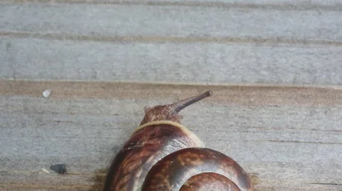 Snail comes out of the shell and reveals its horns Stock Footage 64680103