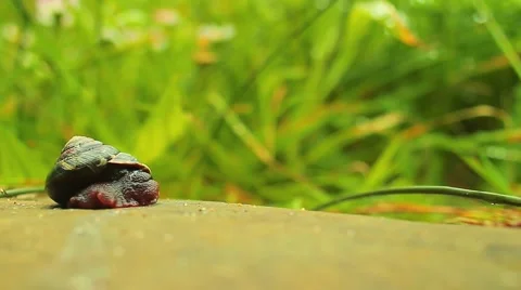 Snail Coming out of Shell and Crawling Stock Footage 53342499
