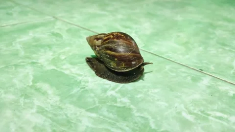 Snail coming out of shell. Creeping snail Stock Footage 291916055
