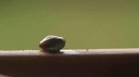 Snail Coming out of the Shell Stock-Footage 55550046