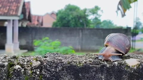 Snail coming out of shell Snail crawling on the cement fence time lapse Stock Footage 291916423