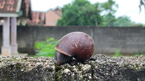 Snail coming out of shell. Snail crawling on the cement fence Stock Footage 291969518