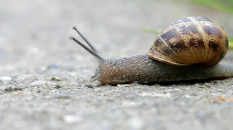 Snail On Concrete 08 Stock Footage 728624