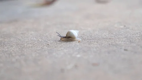 Snail On Concrete Video stock 104566324