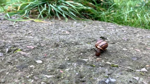 Snail on concrete ground, grass in the background Stock Footage