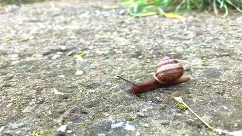 Snail on concrete ground, grass in the background Stock Footage