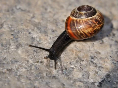 Snail on concrete Stock Photos