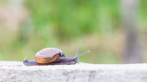 Snail on the concrete wall Stock Photos