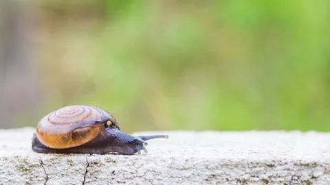 Snail on the concrete wall Stock Photos
