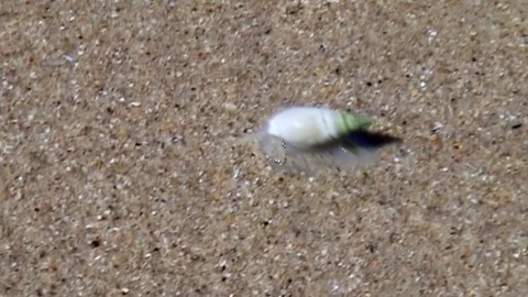 Snail continues through the beach sand Stock Footage 81737411