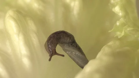 Snail contorting and  slithering on Green Salad Leaf (Macro) Video stock 88531072