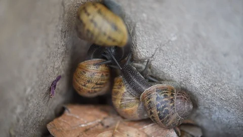 Snail Copulation Stock Footage 91226382