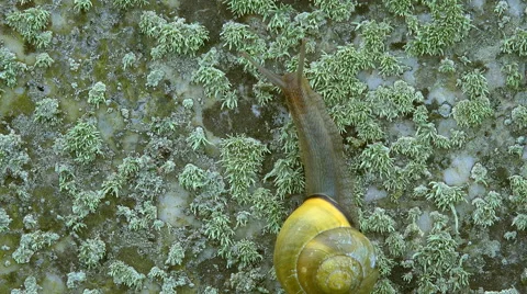 Snail, Cornwall, UK 스톡 동영상 64802732
