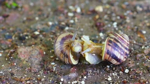 Snail Couple Make Love. Stock Footage 63985807