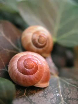 Snail couple Stock Photos