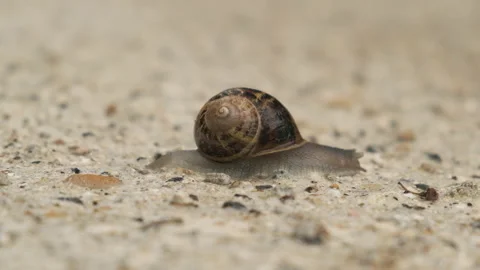 Snail crawing on the ground Stock Footage 234029917