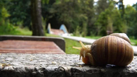 Snail crawl with asphalt Stock Footage 91593710