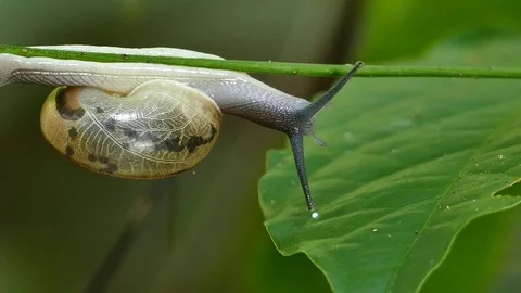 Snail crawl on branch. Stock Footage 75080114