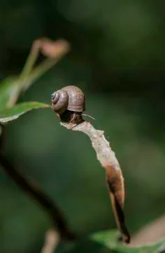 Snail crawl on brown leaf Stock Photos