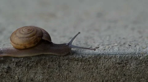 Snail crawl on the cement floor Stock Footage 56703007