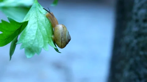 Snail Crawl Stock Footage 116860380