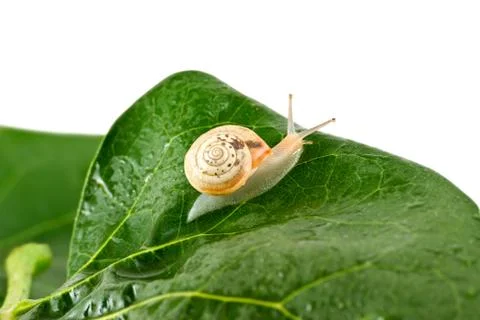 	The snail crawl on green Stock Photos