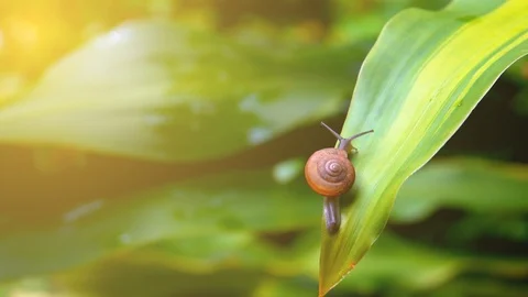 Snail crawl or walking on leaf tree on morning Stockbeeldmateriaal 95130776