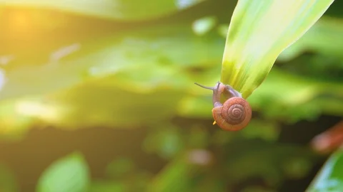 Snail crawl or walking on leaf tree on morning Vidéo 95132075