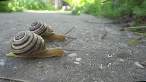 Snail crawl on stone background. Cochlea creeps on the ground. close up view Stock Footage 90038572